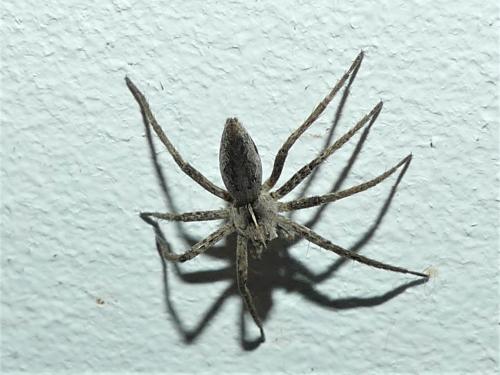 Réf. 276 074 : Pisaura mirabilis